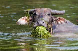 吃瓜娱乐酱黄牛